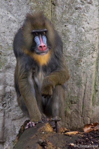 _DSC5421.JPG - Mandril