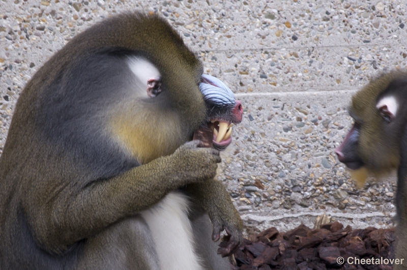 _DSC5434.JPG - Mandril