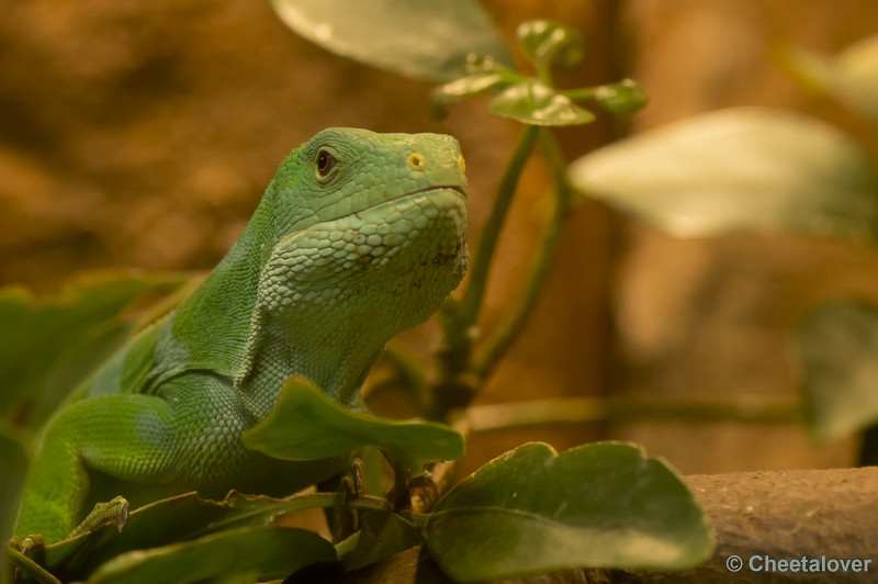 _DSC5132.JPG - Reptielen