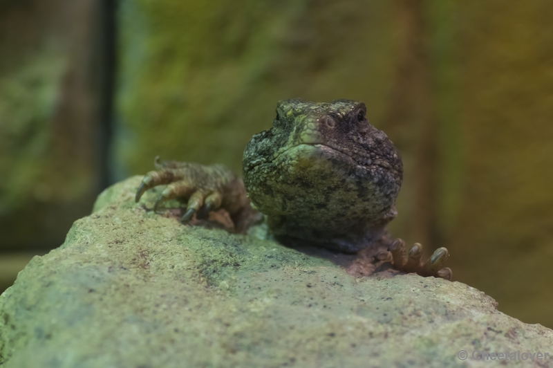 _DSC5158.JPG - Reptielen