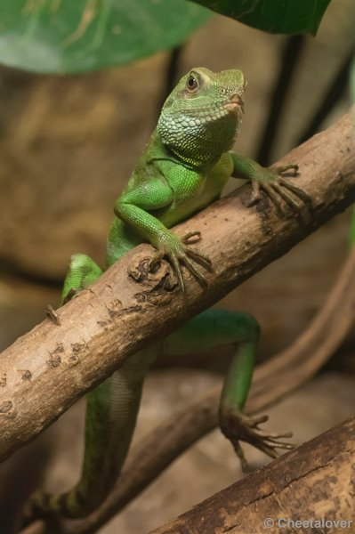 _DSC5167.JPG - Reptielen