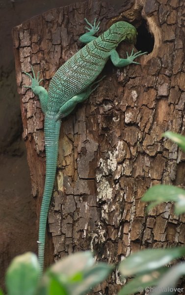 _DSC5186.JPG - Reptielen