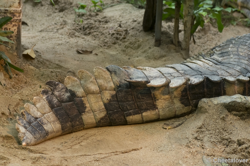 _DSC5221.JPG - Reptielen