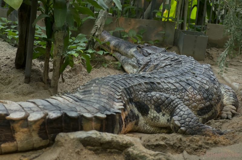 _DSC5223.JPG - Reptielen