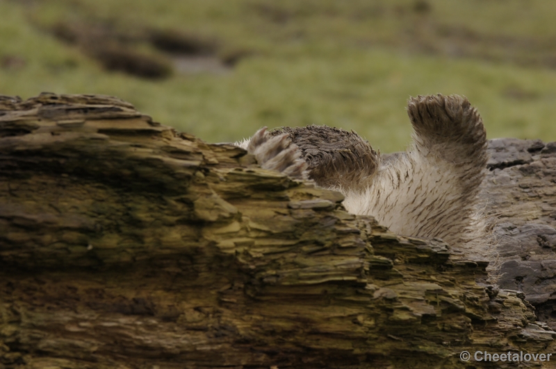 _DSC7580.JPG - Zie je me nog?