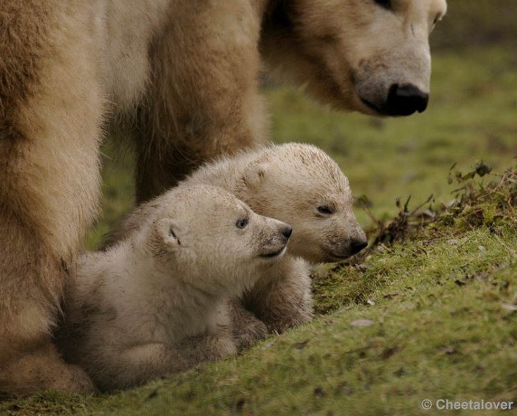 _DSC7625kopie.JPG - Bij mama is het veilig