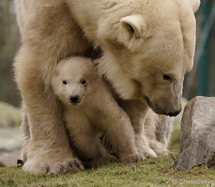 _DSC7854kopie.JPG - Veilig onder mama...nu kan het nog