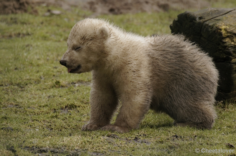 _DSC7961kopie.JPG - Hi hi...ik lijk wel een Pandabeer he