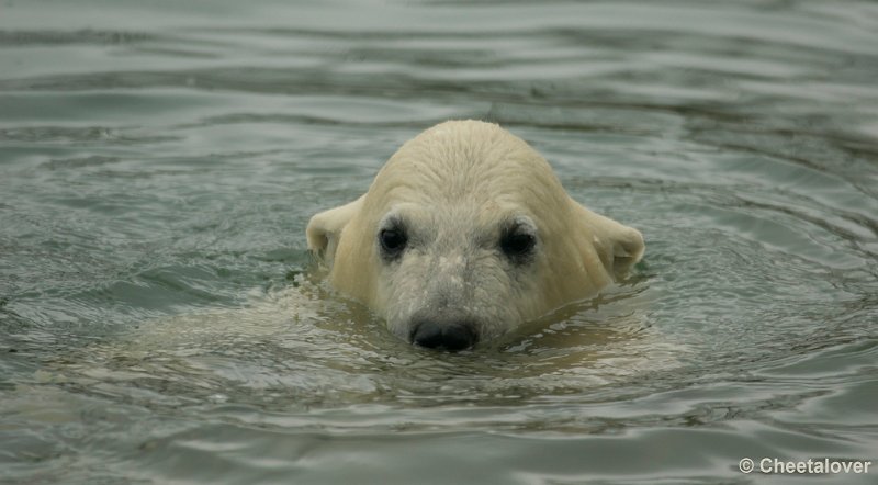 _DSC0009.JPG - Noordje of Pixel In het water