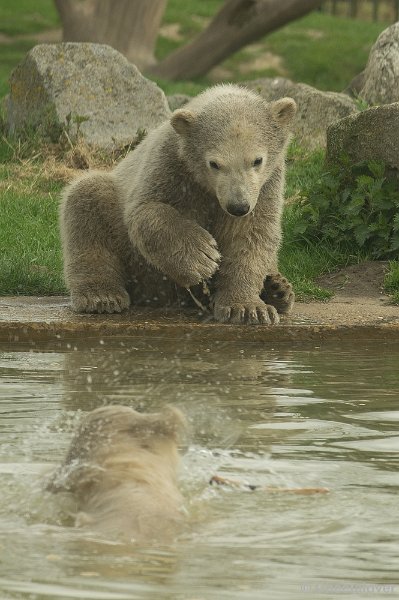 _DSC0613.JPG - Noordje en Pixel spetteren in het water