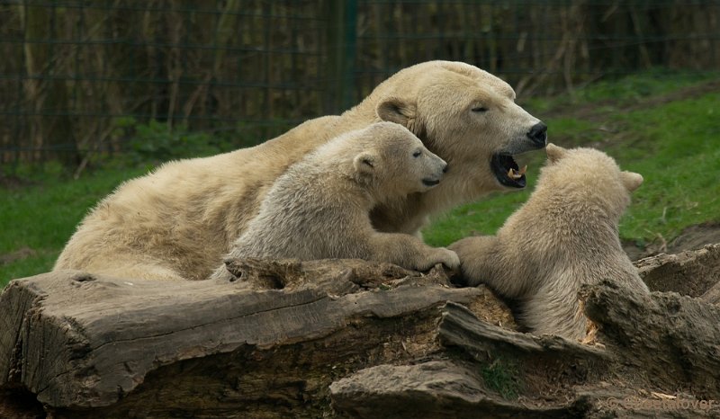 _DSC0805.JPG - Frimas met Noordje en Pixel