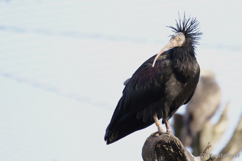 _DSC6551kopie.JPG - Kaalkopibis