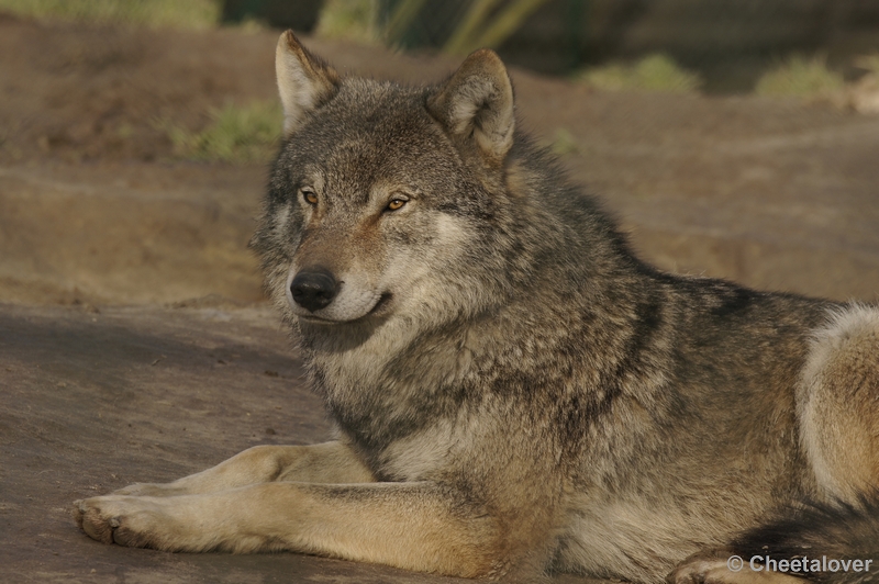 _DSC6635kopie.JPG - Wolf