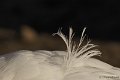 _DSC6396k