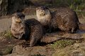 _DSC6530kopie