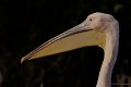 _DSC6543kopie