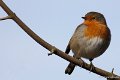 _DSC6567kopie