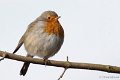 _DSC6583kopie