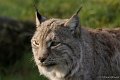 _DSC6646kopie