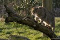 _DSC6699kopie