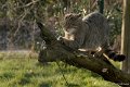 _DSC6704kopie