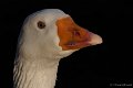 _DSC6706kopie