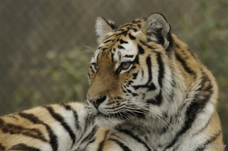 _DSC7712kopie.JPG - Siberische Tijger
