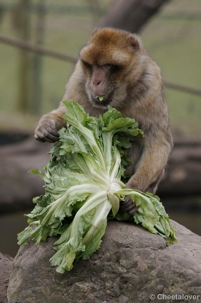 _DSC8220.JPG - Mmmm...lekker...en