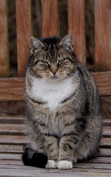 _DSC8233.JPG - Sjors de Dierenrijkpoes