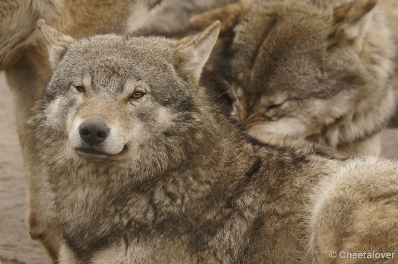 _DSC8571kopie.JPG - Wolf
