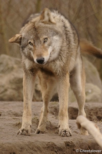 _DSC8595kopie.JPG - Wolf