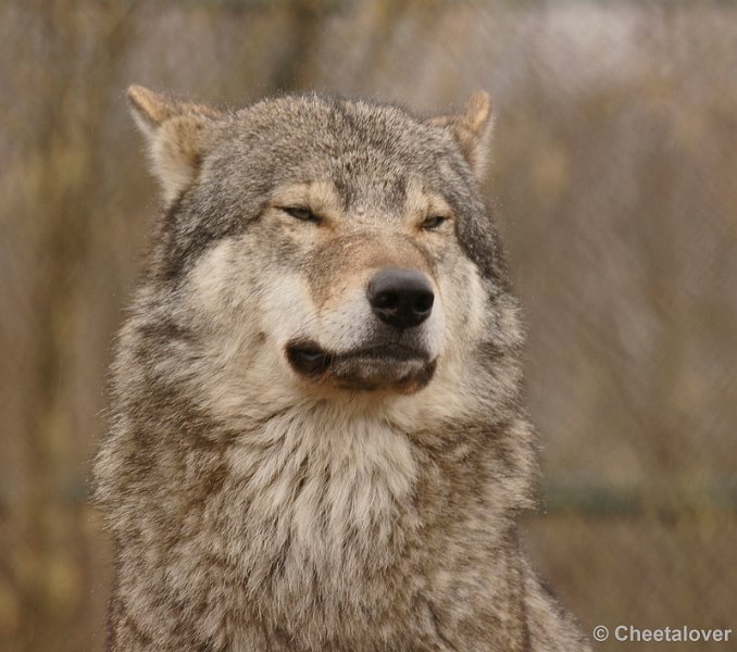 _DSC8599kopie.JPG - Wolf