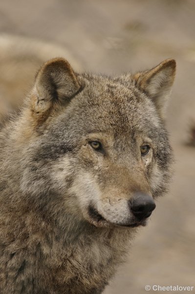 _DSC8676.JPG - Wolf