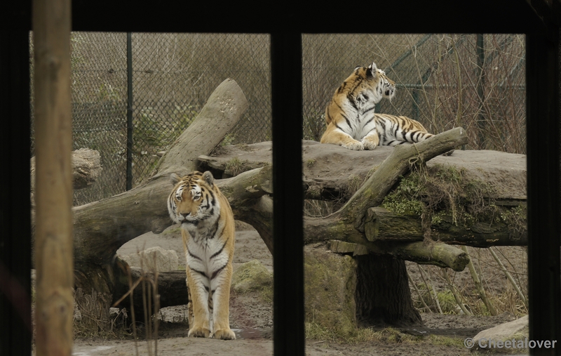 _DSC8695kopie.JPG - Siberische Tijgers in een lijstje