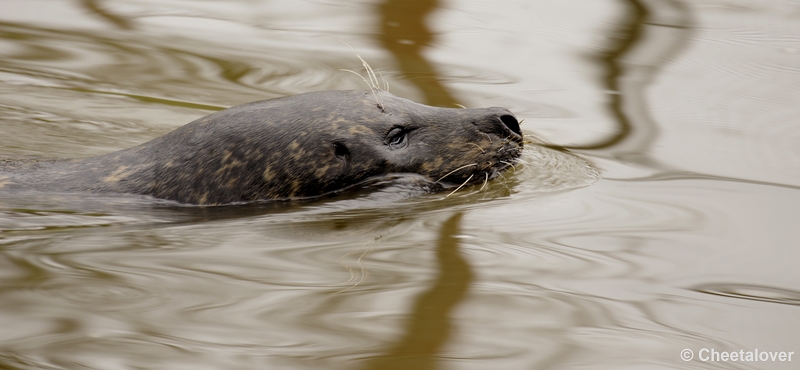 _DSC8742kopie.JPG - Zeehond