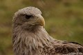 _DSC8697kopie