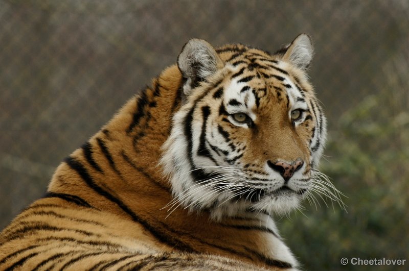 _DSC8948kopie.JPG - Siberische Tijger