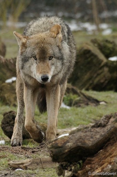 _DSC8954kopie.JPG - Wolf