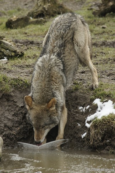 _DSC8963.JPG - Wolf