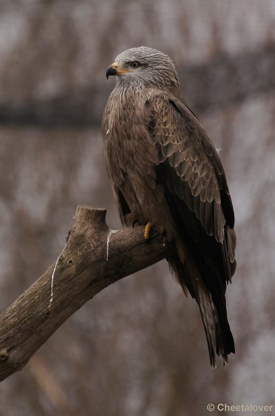 _DSC8983kopie.JPG - Zwarte Wouw