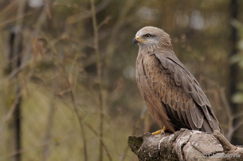 _DSC8992kopie.JPG - Zwarte Wouw
