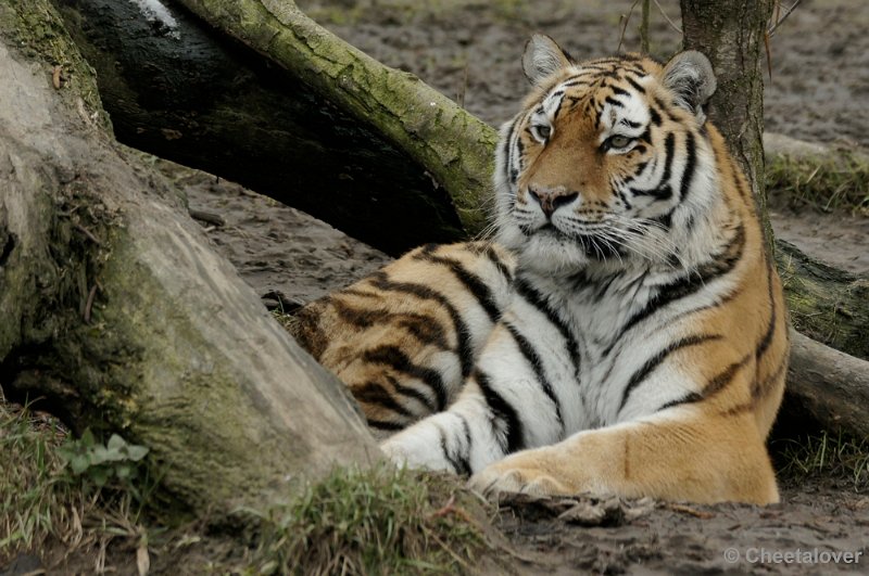 _DSC9005kopie.JPG - Siberische Tijger