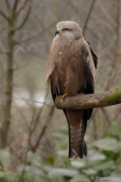 _DSC9017kopie.JPG - Zwarte Wouw