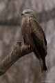_DSC8983kopie