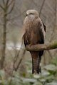 _DSC9017kopie