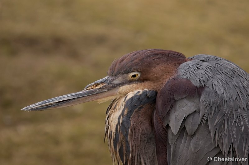 _DSC0180.JPG - Goliath Reiger