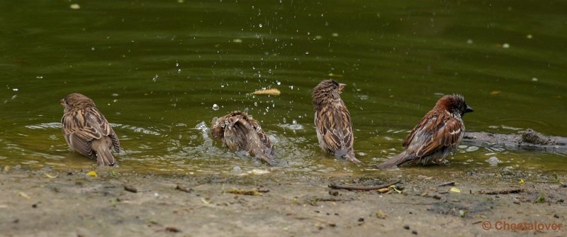 _DSC3947-2.JPG - Musjes gezellig aan het badderen