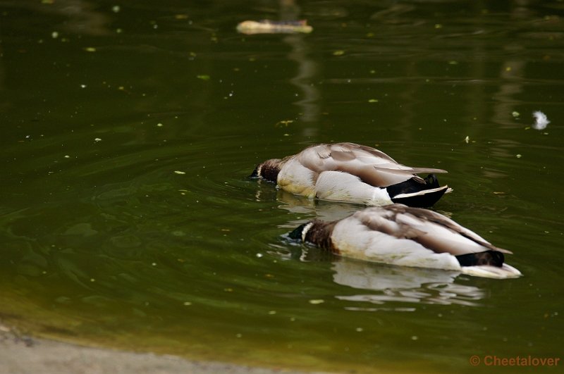 _DSC3951-2.JPG - Weet je't zeker dat je 't hier verloren hebt?