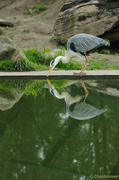 _DSC4139-2.JPG - Reiger