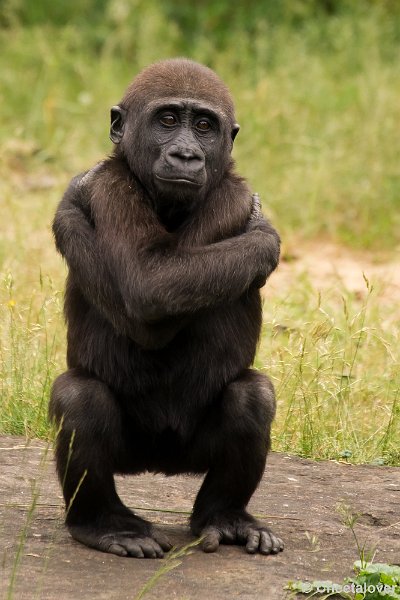 _DSC6137.JPG - Gorilla